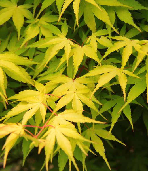 Acer palmatum 'Katsura'